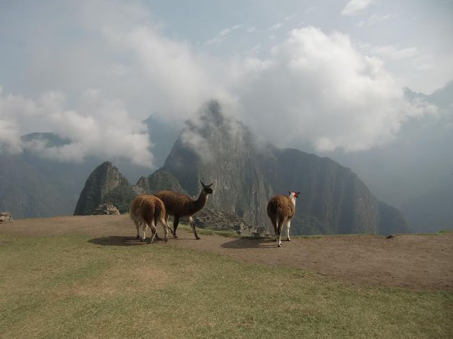 リャマとマチュピチュ遺跡（写真）