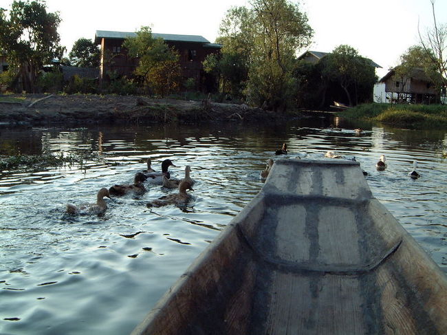 ボートをこぐ音しか聞こえないような静かな中をボートでゆっくりと進んでいきます。<br /><br />あひるものんびり・・・・<br /><br />見ているだけで癒される風景。