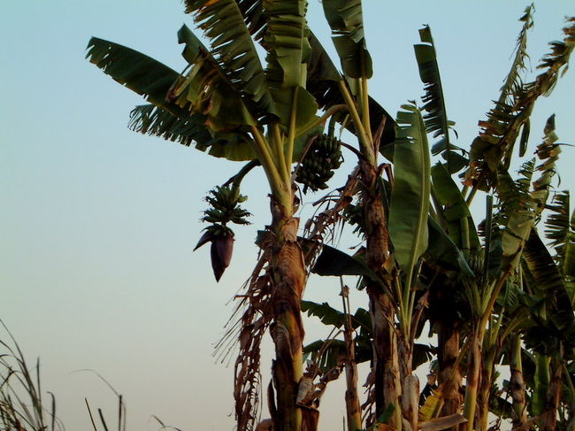 バナナの木。