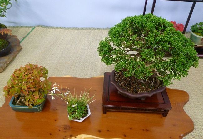 緑センターで秋季盆栽展盆栽展 10年 厚別 豊平 真駒内 北海道 の旅行記 ブログ By キヌちちさん フォートラベル