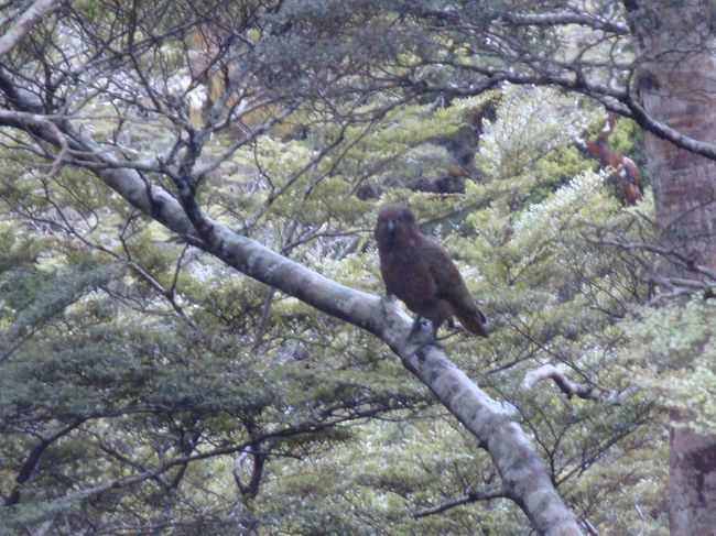 途中、森の中で鳥を発見！<br /><br />「ケア」と言う鳥らしい<br />ケア（Kea）世界で唯一標高の高い森林地帯に生息するオウム<br /><br /><br />車を停めてくれ、写真を撮る