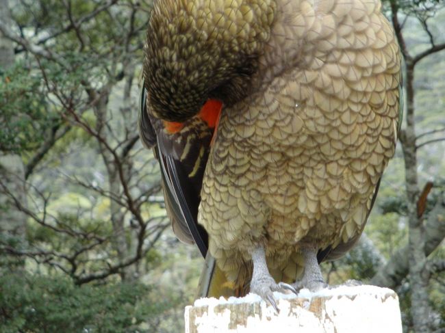 人から、餌をもらってしまったようで、近づいても逃げない。。<br /><br />羽を広げてほしかったけど、広げてくれず・・・<br /><br />羽の内側は、綺麗なオレンジ色らしく・・・少しみれるかな・・<br /><br /><br />手を近づけると、くちばしでカムってかまれ。もう一度、手を近づけると飛んでしまった。。。<br />頭が良いらしく、どうやら、餌を持っていない事が分かったらしい