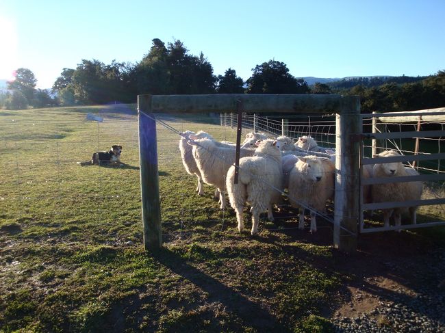 牧羊場<br /><br />お客さんは、私達と、オーストラリア人の夫婦だけになり４人です<br /><br />夫婦で牧羊されていて、犬が３匹、他にも、鹿、牛など飼われているようで。。<br /><br />まずは、牧羊犬に羊を追わせて、策に追い込むショー？<br />ここの牧羊犬は、全く吠えずに、目で威嚇して、策まで追い込む犬らしく、本当に全く吠える事無く、飼い主の口笛のみで右や左に羊を動かし策へ閉じ込めました<br /><br />見事です！