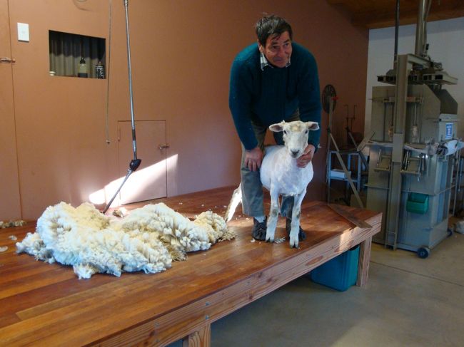次に、羊の毛刈りショー？の見学です！<br />１匹の羊が、小さな入口から出てきて、牧場主さんが捕まえると、おとなしく、毛刈り用のバリカンを持ちクルクルと羊を回して・・<br /><br />アッと言う間に、１頭丸刈りです<br /><br />でも、今日は、雪が降って寒いのに、毛を刈られた羊は、風邪引きそうで可哀想だねって、旦那と話しつつショーを見ていました・・・<br /><br />ショーが終わると、ここで作られた、ニットの品や、ラノリンクリーム、ラノ入り石鹸など、奥さんが作られた物が売られてて、見るだけで良いですよ。。って言われ、見る事に。<br /><br />アフタヌーンティー付きだったみたいで、奥様が入れられた紅茶やコーヒー、スコーンやクッキー、パンケーキでおもてなしをしてくれて、温まりツアーが終了<br /><br />車でホテルへ戻ります。。。<br />zzzzzzzz<br />ホテルまで、寝てました。。。<br /><br />