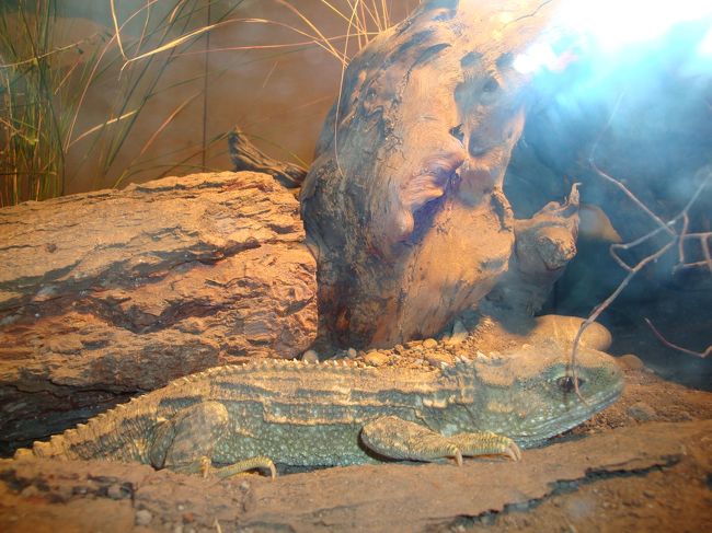 夕食も終わり、いよいよ、ニュージーランド国鳥キウイを見に行きます！<br />「ウィローバンク野生動物公園」です！<br /><br />到着して、車から降りると、星空が綺麗で、ガイドさんから南十字星の探し方を教えてもらいました<br />とても奇麗に南十字星が見えます。<br /><br />園内へ。。。<br /><br />真っ暗な中、ガイドさんが持っている懐中電器のみで、動物の説明を聞き園内を廻る。<br />ガラス越しの園内じゃないけど、真っ暗で見えません・・・<br /><br />ブースが変わり爬虫類コーナー<br />世界最古の恐竜「トウアタラ」を見学！<br /><br />いよいよ、キウイハウスへ！<br />キウイハウスでは、写真はNG。話し声も禁止。<br />→→→檻が無く、ネットで囲ってある場所なので、キウイが走り回り、水場で餌をついばみ近くまで寄って来てくれて大満足！<br />ガイドさんが、キウイの産毛を探してくれたけど見つからず、皆で探すと、旦那様が見つけてくれて、お土産に貰って帰る事に！