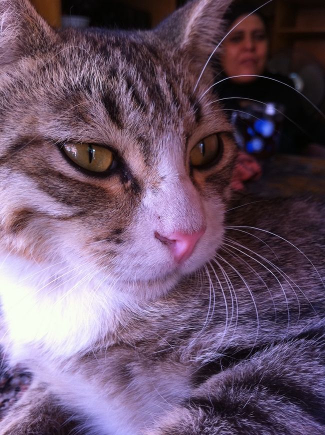 カイロ博物館のネコ。