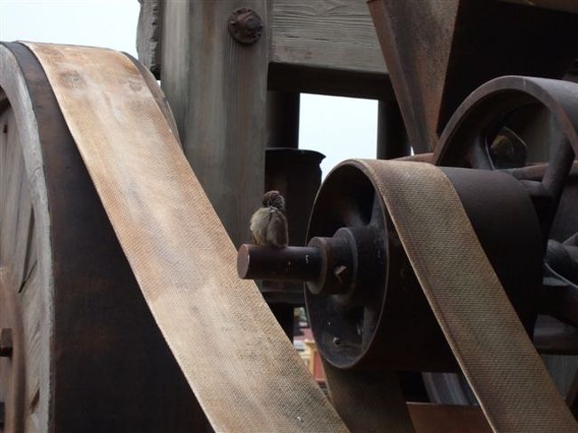 ビッグサンダーマウンテンに並んでいたら。。。<br />鳥さん、かわいい♪