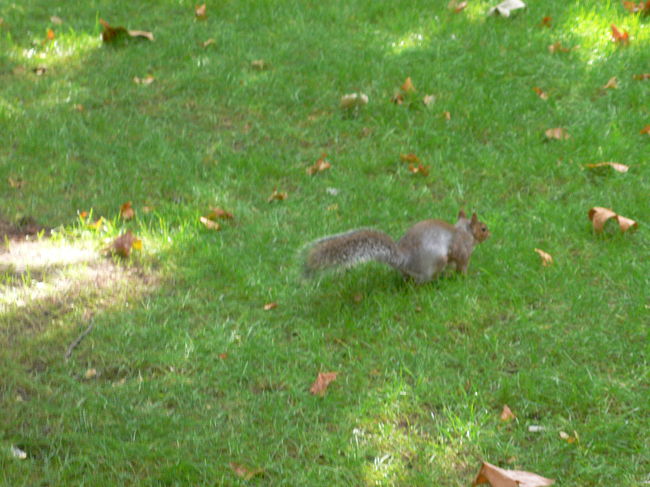 りすがいました。