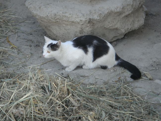 なんか、猫多いなぁ…