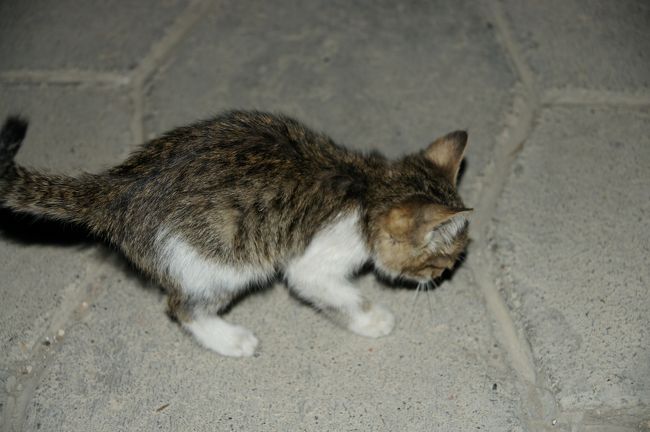 夜景を見ていたら、なんか、足元でモゾモゾと…昨夜カラーン・モスクに居た子猫かな？しきりにじゃれて来ますなぁ。餌なら持ってないぞ？<br /><br />−−−−−−−−−−−−−−−−−−−−−−<br />全日程はこちらへ<br />http://4travel.jp/traveler/hhb00102/album/10511623/