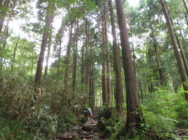 杉林を歩く。<br />この辺の道は、なかかな。<br />それにしても、この辺には、背の高いりっぱな杉が多いのだ。