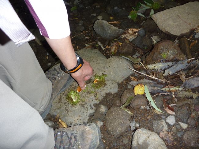 途中、小さな栗たちを見つけたので<br />いくつか持って帰る。<br /><br />足でぐりぐりやって、殻から出すのだ<br /><br />