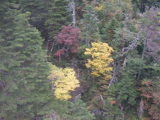ロープウェイより<br /><br />紅葉発見！