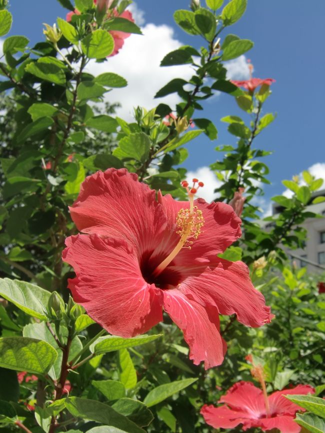 朝食ついでにビーチを散歩してきましょう。<br /><br />ホテルからビーチまでは、<br />大通りを渡って、<br />リーフホテルとアウトリガーの間の小道を降りてゆきます。