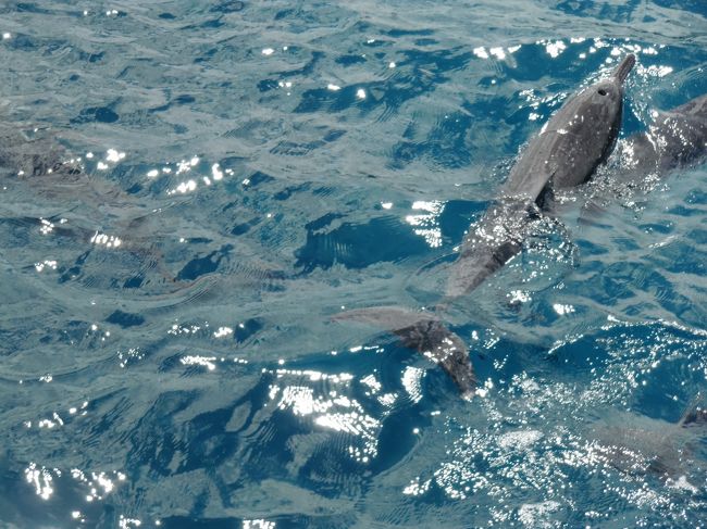 イルカたくさん見れました。<br /><br />感動モノでした。