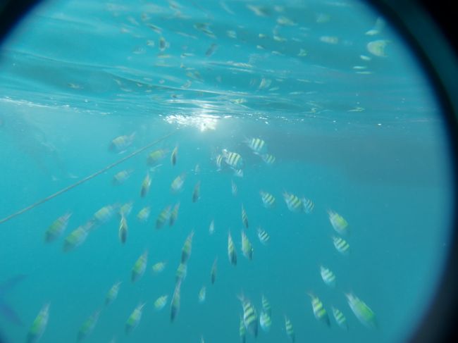 その後、シュノーケリング。<br /><br />魚が寄ってくるように<br />ガイドが食パンを投げてくれるのですが、<br />確かに魚はいっぱい見れたけど<br />濁ってしまってなんだかなー。<br /><br />海を汚して生態系がおかしくならないのかと少し罪悪感。