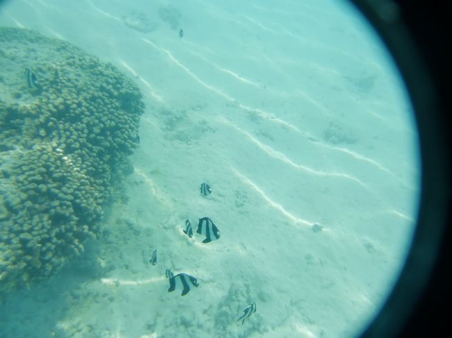 歩いて行ける距離に珊瑚があって<br />その周りに魚たちがたくさんいます。