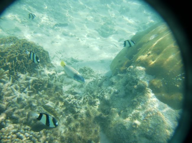 上から見て黒いところが珊瑚。<br /><br />珊瑚を目指してどこまでも。<br />