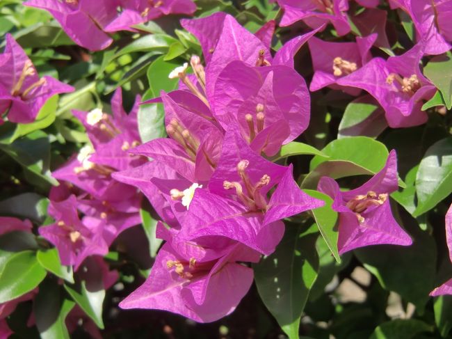 グアムの花、ブーゲンビリア。