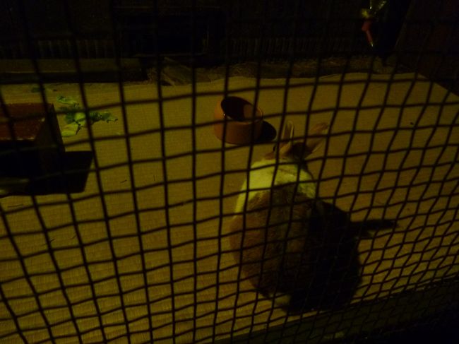 でもって、うさびのぴょん太<br />なぜか、ウサギが飼われていた。