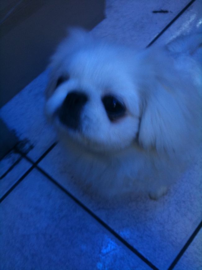 寄ったコンビニに可愛いチンがいました★