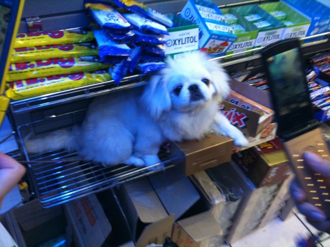 荷物おきにホテルへ。<br /><br />昨日のチンにあいたくてまたコンビニいきました。<br />今日はこんなことになってました。