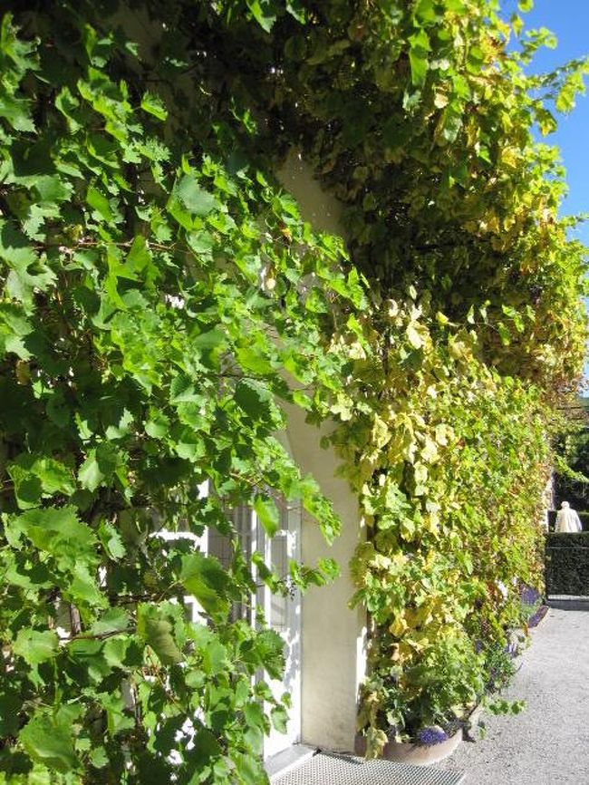 入り口の近く。<br />「つた」と思っていたら、<br />よく見るとぶどうでした。<br />日本ではぶどうは下がっている感じですが。