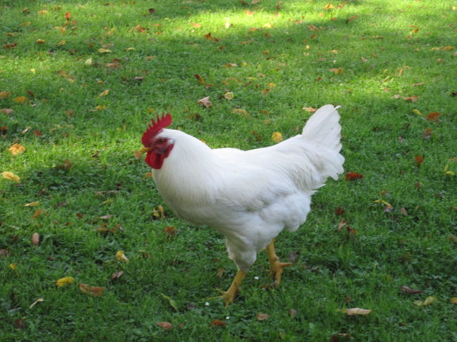 ん？<br />ニワトリクンではないか。<br />丸々太っていて、首をふるたび<br />プルプル動いていた。<br /><br />美味しいご飯を食べているのかな？<br />高貴なニワトリクンでした。