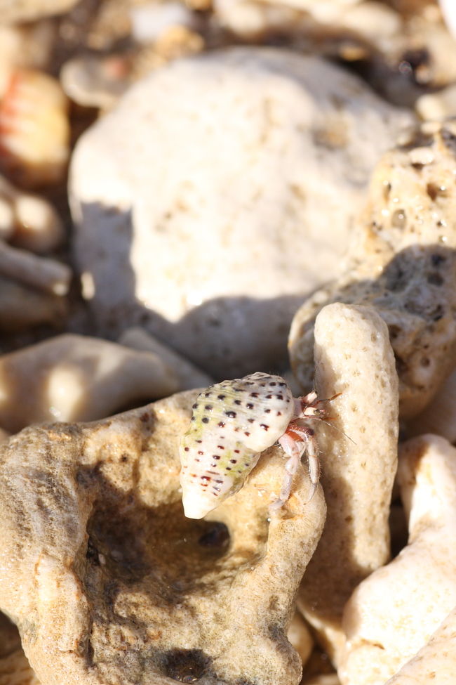 あとは、浜辺のヤドカリや、カニをみつけてみたりぃ〜<br /><br />ヤドカリって泳げないらしいです・・、しらなんだぁ・・