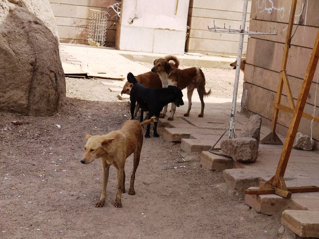 犬がスリムで足長さん