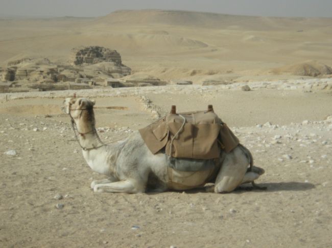 駱駝には乗りませんでしたが、とりあえず一枚。