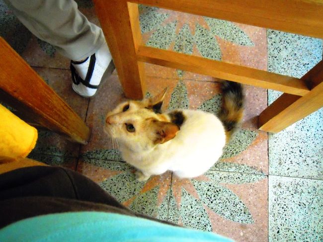 お昼時間。ラマダンだからガイドさん無飲食。<br /><br />ランチしていたら猫がやってきた。