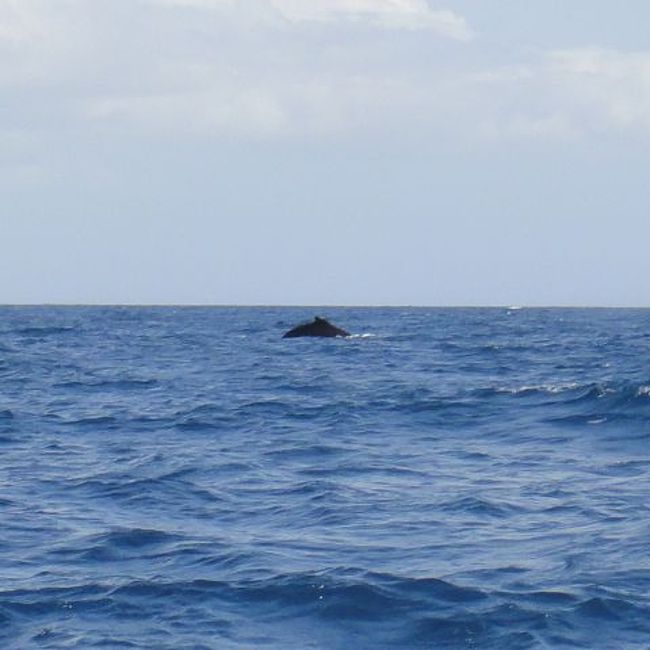 突然、緑のＴシャツパイロット君が左前方を指さし、同時にヒゲのおっさんが「＄％＃＆％（）！！！」と叫んだ。なんだと思って見た先に、巨大な水柱が。<br /><br /><br /><br /><br />クジラだ！<br /><br />このツアーは、クジラ＆イルカウォッチングだな・・・と、ようやく「理解」（笑）　・・・<br /><br />ここから延々数時間にわたり、クジラ追跡行が始まる・・・が、<br /><br />クジラジャンプはわずか２回。写真を撮るヒマもなかったが、生で見るクジラジャンプはヤバい。<br /><br />・・・<br /><br />それでは、貴重なクジラのシッポを（笑）<br />