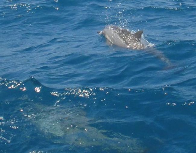 必死で探してほとんど見られなかったクジラに比べると、ドォフィン（イルカ）は実にフレンドリー。<br /><br />ボートと一緒に泳ぎを楽しんでいるのがわかる。水族館のショーでもないのに回転技ジャンプとかしてるヤツもいる。<br />