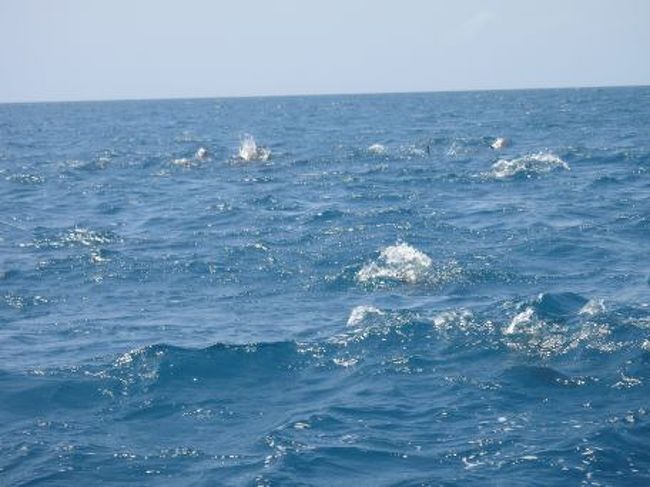 イルカの群れ。バシャバシャ