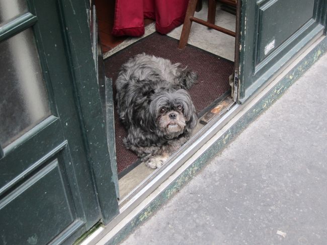 レストランの入り口で、お店番していたワンコ。<br />そんな目で見ないでェ〜〜