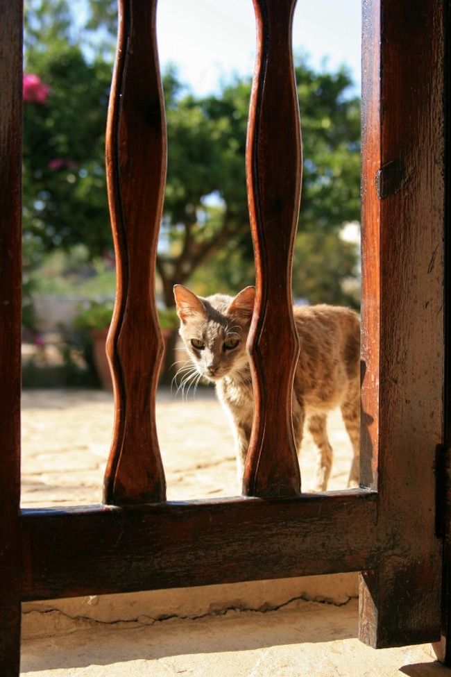 地中海猫探しの旅 リマソール2日目 憧れの猫修道院 レメソス キプロス の旅行記 ブログ By おむさん フォートラベル
