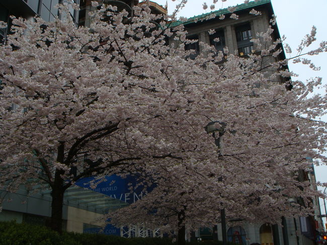ちょうど、桜が満開の時期でした。<br />ダウンタウンの至る所に桜の木が植えてあって、<br />心が和みました。