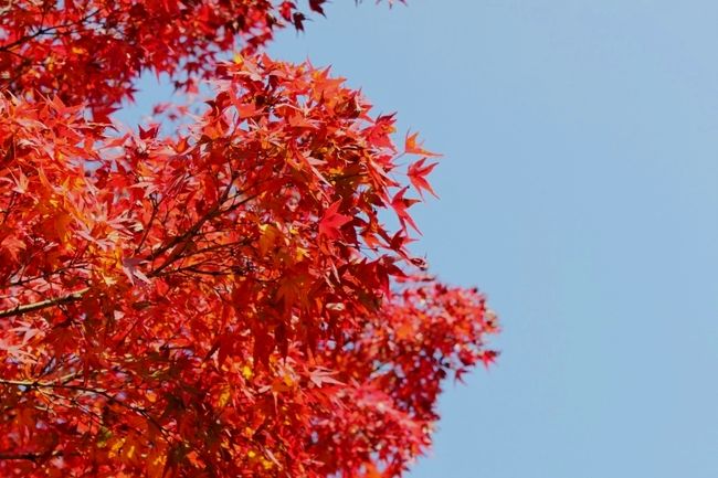 今日もいい天気です。<br /><br />京都の人によると、今年の紅葉はあまり良くないとのこと…<br /><br />確かに褐色は少ない。