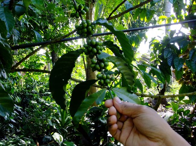 コーヒーの木です。<br /><br />道中、草花や木の説明をしてくれます。