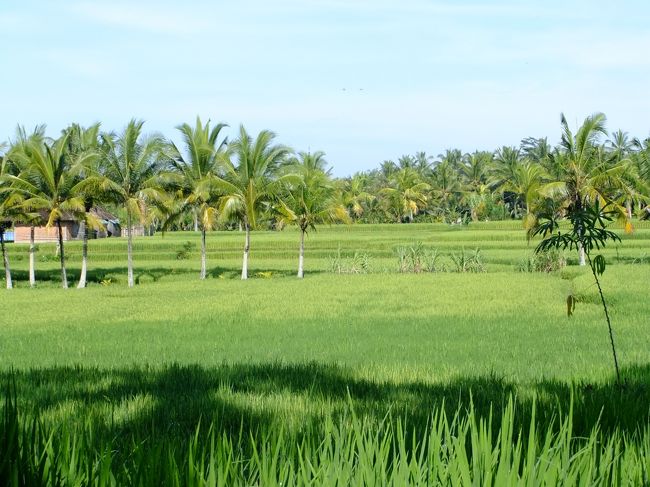 田んぼと椰子の木