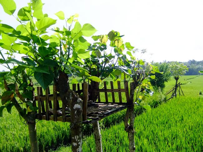 これはそれぞれの田んぼに豊穣を願って供えるものだそうです。<br />（名前失念）。<br />