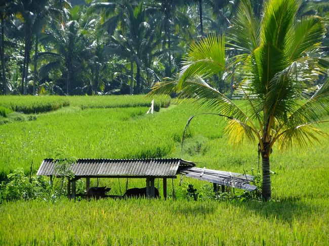家畜小屋が見えます。