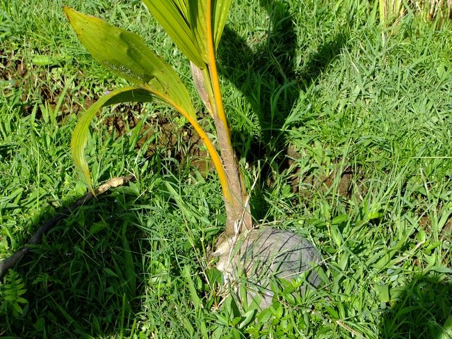 椰子の実から芽が出ています。<br /><br />他にもジャックフルーツの木やパイナップルの木など、南国を感じてきました。