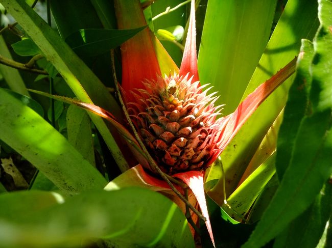 パイナップルの木。<br />こちらは背の低い種類だそうです。