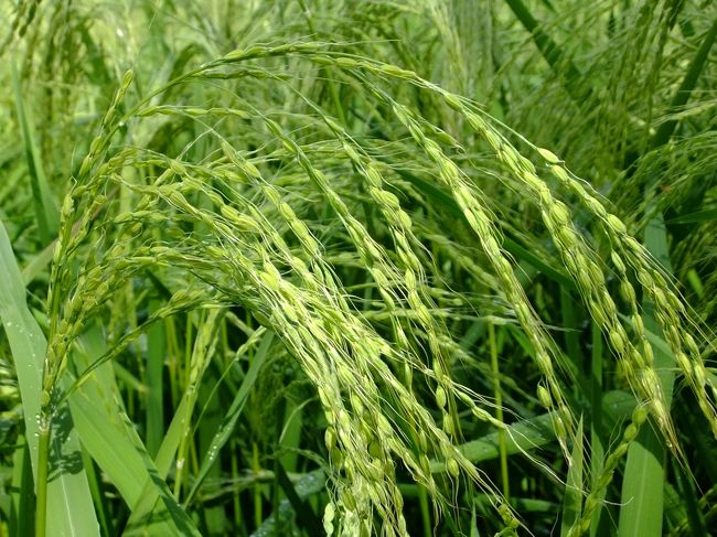 穂が垂れています。収穫ももうじきですね。