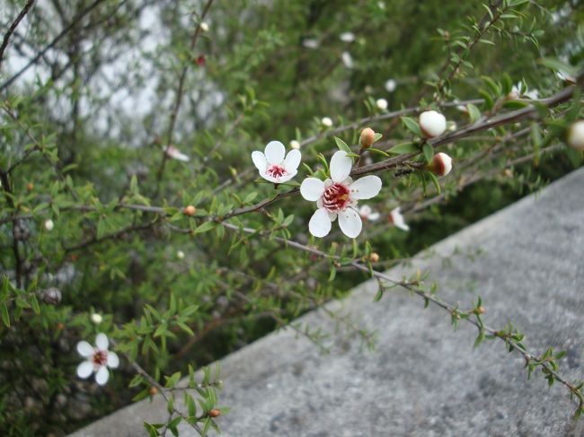 源泉の周りのマヌカの木に花が！<br /><br />マヌカの花は夏に咲くらしく、見れて嬉しい