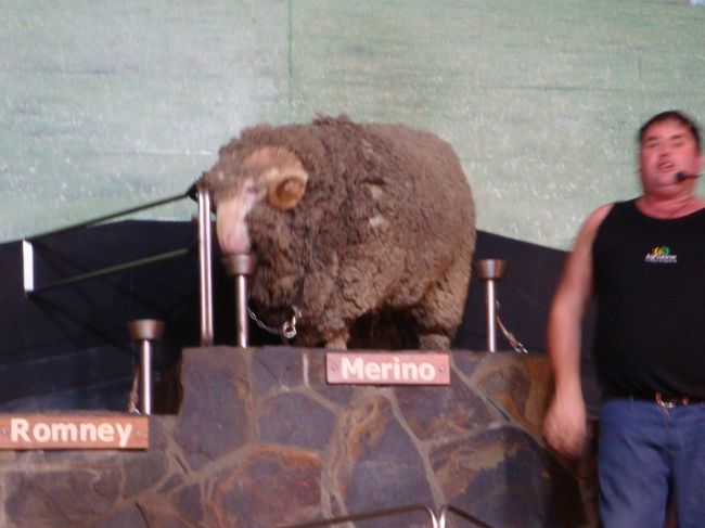 シープショーです<br /><br />ヘッドホンを渡され、日本語でショーが楽しめます<br /><br />まずは、羊の紹介<br />メリノウールに始まり１９頭の紹介があります<br />羊は、決められた場所に、餌が置いてあり、司会の男の人に名前？種類を言われると、走って出てきて餌を食べ並び、あとは、眠る・・みたいな