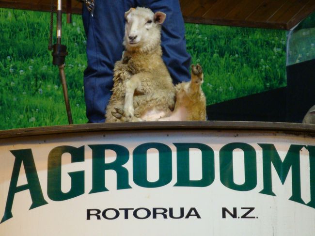 次に、羊の毛刈りショー<br /><br />１度見たしなー<br />何度見ても、アッと言う間に刈り終わり、その間、羊は動かず。。。