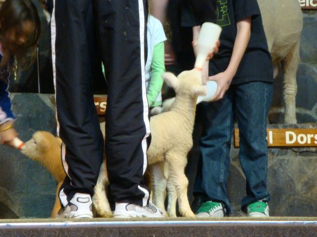 続いて、牧場で活躍するワンちゃん登場！<br />ここのは、吠えるワンちゃんで、吠えて、羊を囲いに入れるらしいです。。<br />この、ショーでは、アヒルを小屋に戻すショーがありました<br /><br />各国の人達が居て、ショーに参加です<br />牛の乳しぼり、ミルク飲み競争とステージに上げられたと思いきや、子羊にミルク飲ませ、だったり。。<br />メリノウールのオークションがあり、日本の方がステージに上げられたけど、お金足りないよ・・・みたいに言われて・・<br /><br />